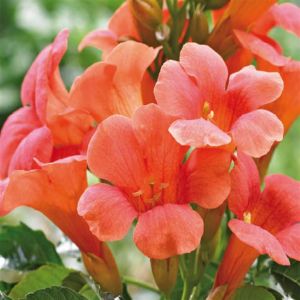 Campsis tagliabuana Madame Galen