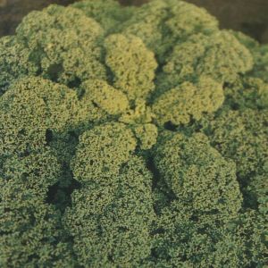 Boerenkool Zaad Middelhoge Fijne Krul