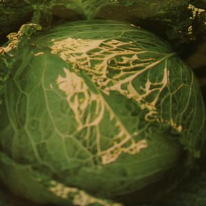 Savooiekool (Grote Late Groene)