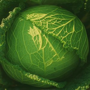 Savooiekool (Grote Late Groene)