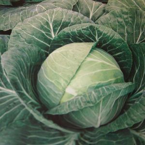 Witte Kool (Langedijker Bewaar)