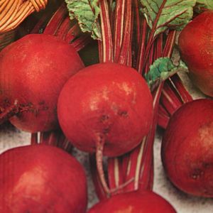 Bieten- of Krotenzaad Detroit (Kogel)