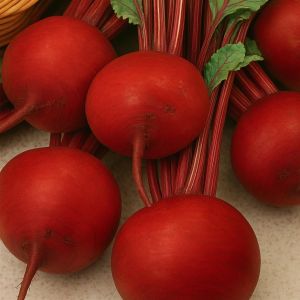 Bieten- of Krotenzaad Detroit (Kogel)