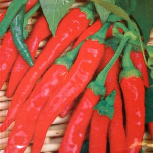 Spaanse Peper (Cayenna)