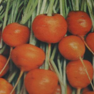 Worteltjes (Parijse Markt)