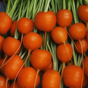 Worteltjes (Parijse Markt)