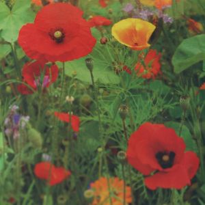 Wildflowers mix