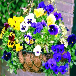 Violen Kleuren Mix x 3