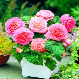 Begonia Non Stop Roze x 3