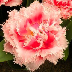 Tulpen Gefranjerd Queensland x 10