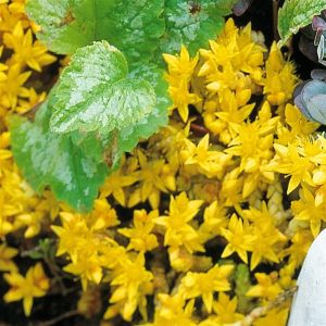 Sedum Acre (Muurpeper) x 5