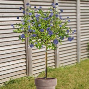 Ceanothus op stam