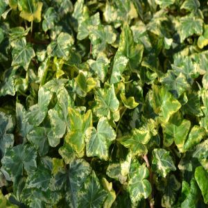 Bonte Klimop Hedera Helix variegata