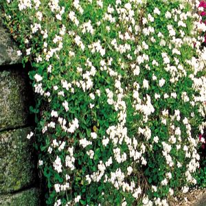 Phlox subulata White