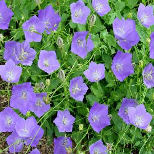Campanula carpatica 'Blue Clips' 9cm pot