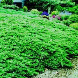 Juniperus Horizontalis Wiltonii