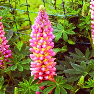 Lupinus the Chatelaine 9cm Pot