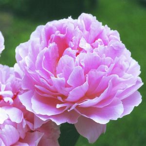 Pioen lactiflora Sarah Bernhardt