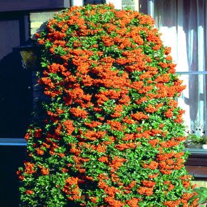 Pyracantha Orange Glow 14cm