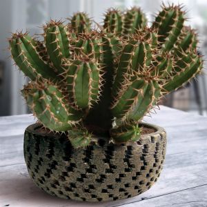 Euphorbia Enopla