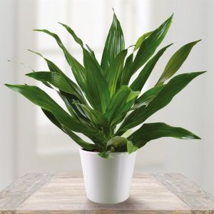 Dracena Fragrans Green Jewel