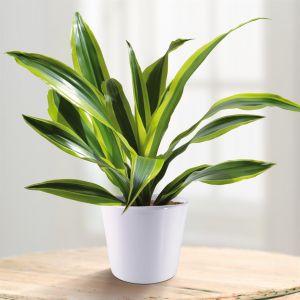 Dracena Fragrans Surprise