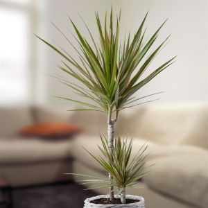 Dracaena marginata Bicolor