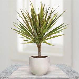 Dracaena Bicolour 11 cm