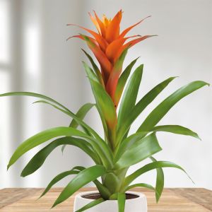 Bromelia Guzmania Oranje