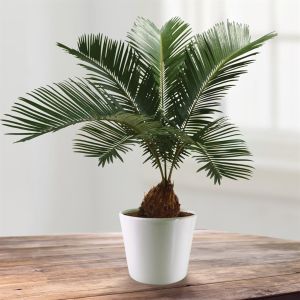 Cycca revoluta decorum v2