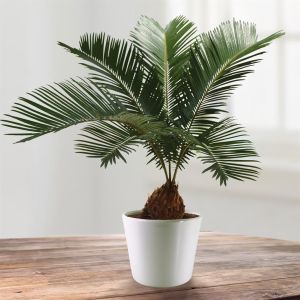 Cycas Revolta 14 cm pot