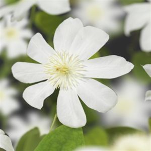 Clematis Wadas Primrose