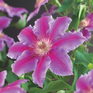 Clematis Dr Ruppel