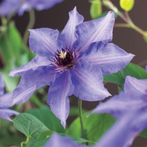 Clematis Justa P14