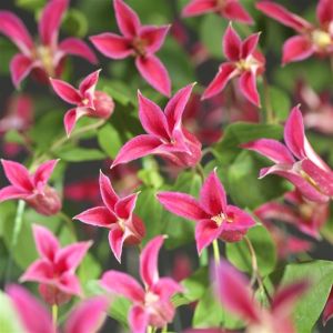 Clematis Princess Diana