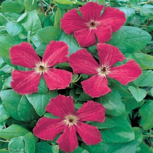 Clematis Rubra