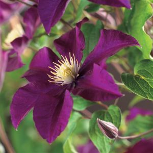Clematis Warzsavska Nike