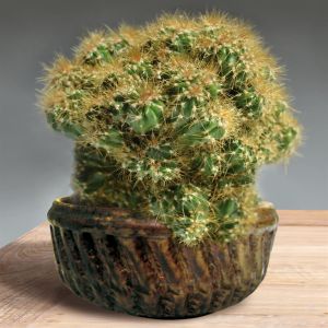 Cactus Peruvianus Monstrosus