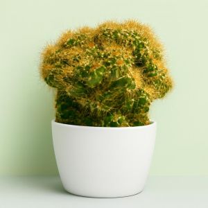 Cactus Peruvianus Monstrosus