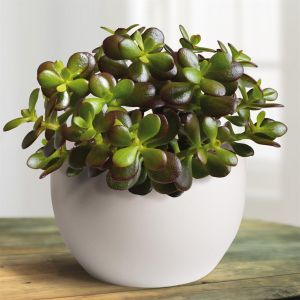 Crassula ovata Minor (Geldboom)