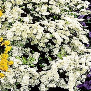 Spirea Arguta