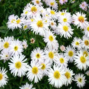 Aster dumosus Apollo x 3