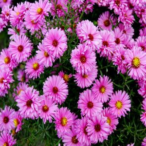 Aster dumosus Roze (Herfstasters) x 3