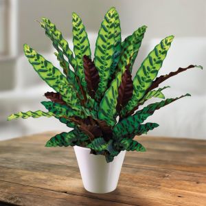 Calathea Lancifolia
