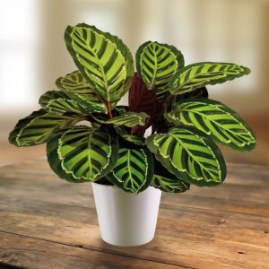 Calathea roseo picta