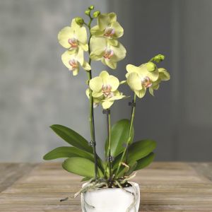 Phalaenopsis Yellow