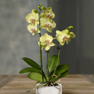 Orchidee Phalaenopsis Geel