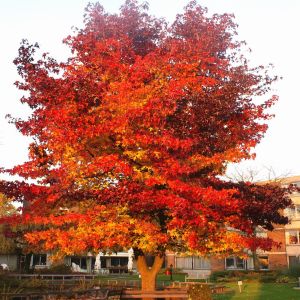Liquidambar styraciflua (Amberboom)