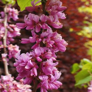 Cercis siliquastrum (Judasboom)