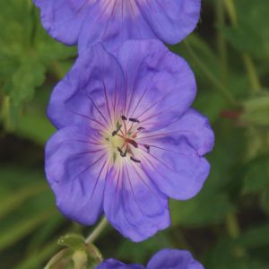 Geranium Rozanne Ooievaarsbek